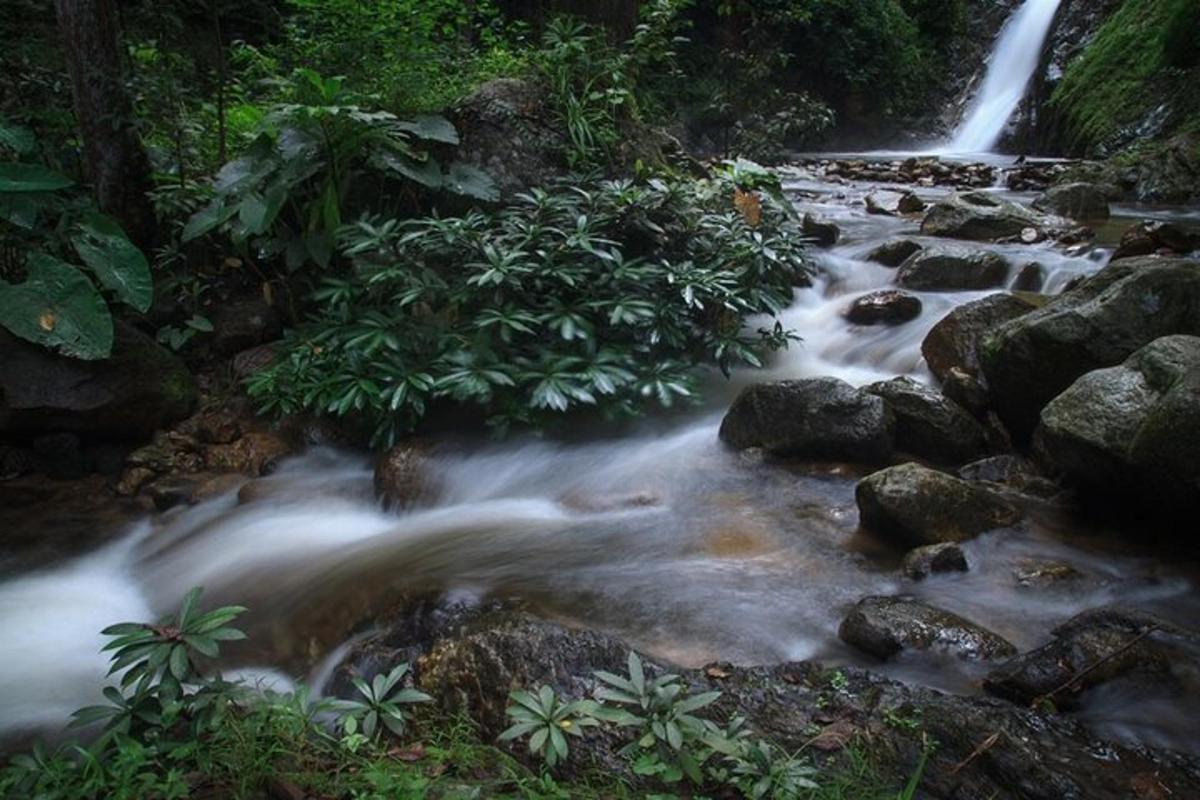 un ruscello d'acqua con rocce in una foresta