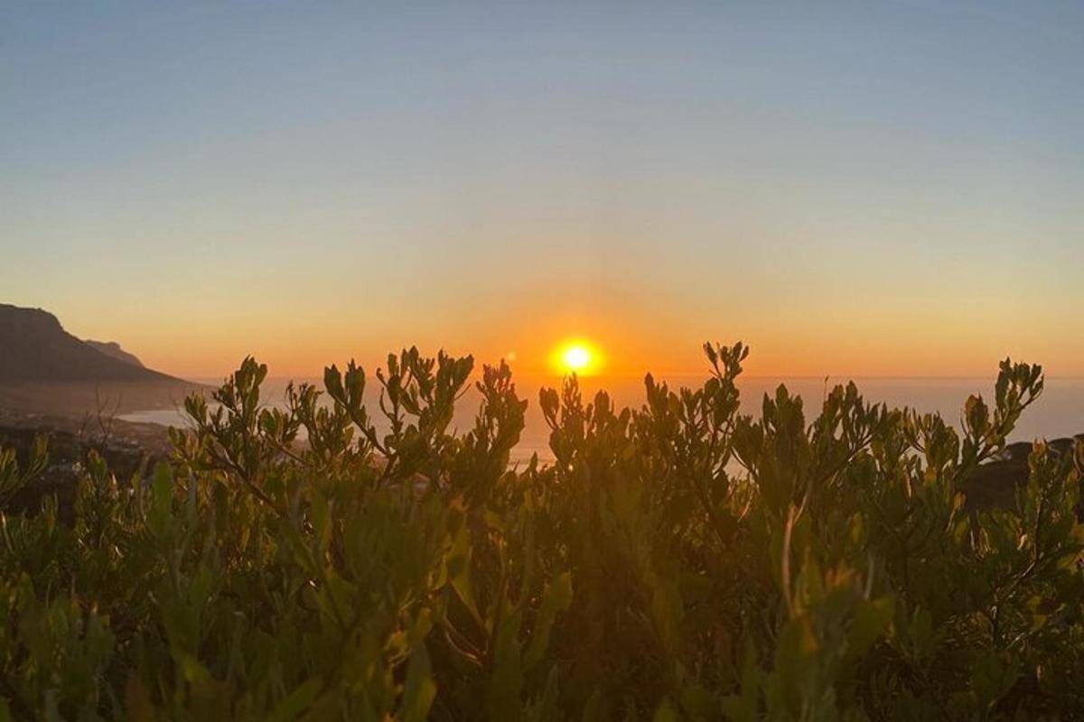 a sunset over the ocean with a bush in the foreground