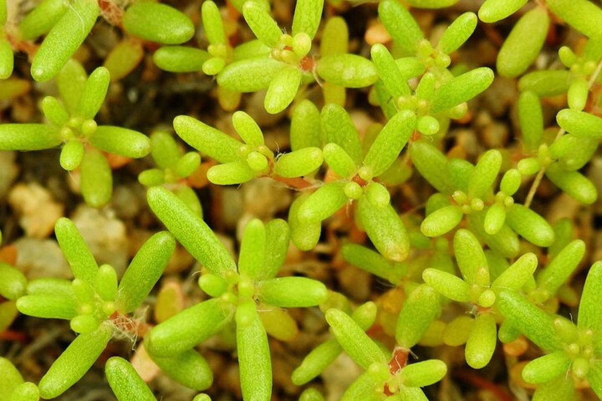 un prim-plan al plantelor verzi de pe pământ