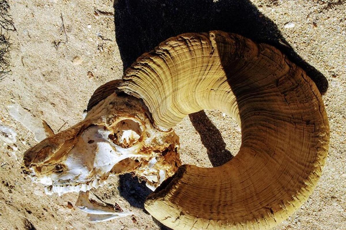 un craniu de animal în descompunere pe pământ