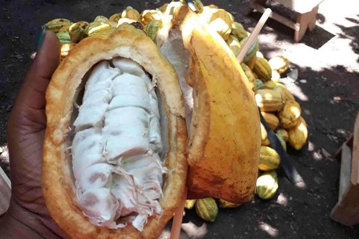 seseorang memegang ikan di dalam roti lapis