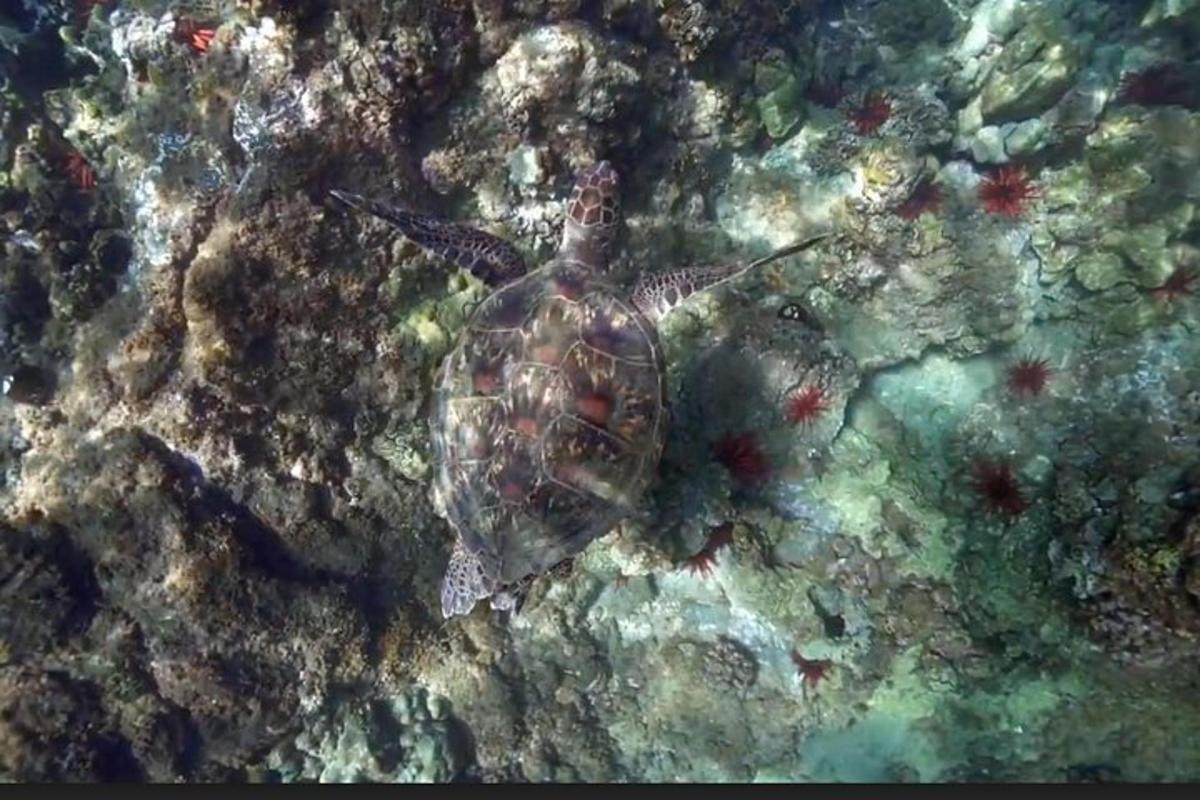 una tortuga marina verde nadando en el agua