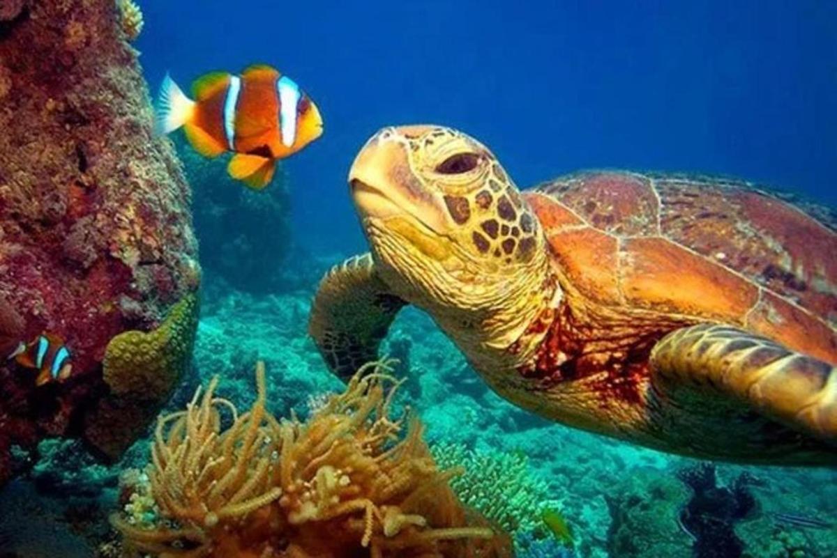 uma tartaruga marinha verde e um peixe no oceano