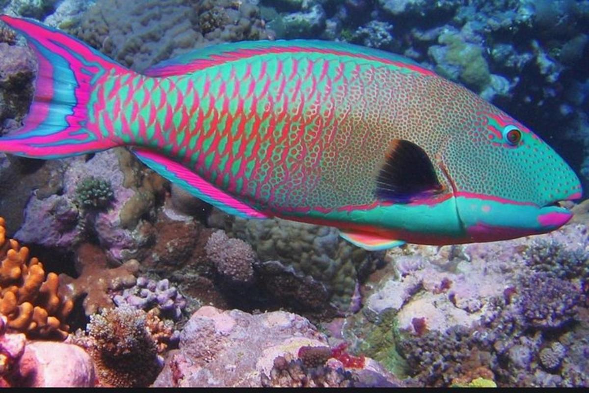 Un pez colorido nadando en un arrecife de coral