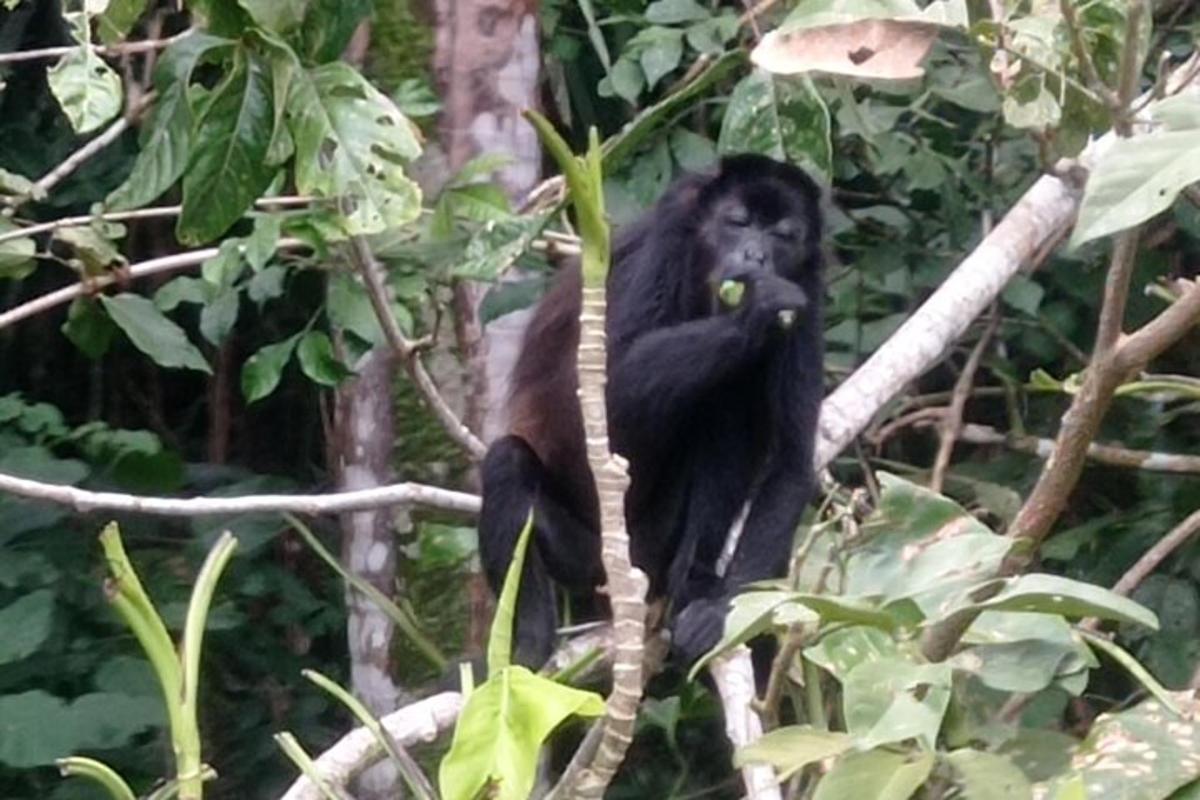 un mico està assegut en una branca d'arbre
