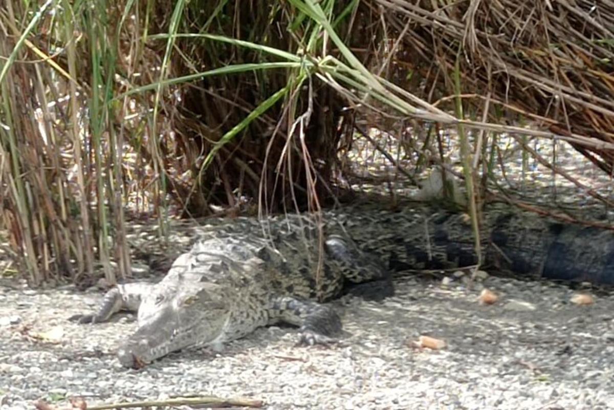 un caiman estirat a terra a la sorra