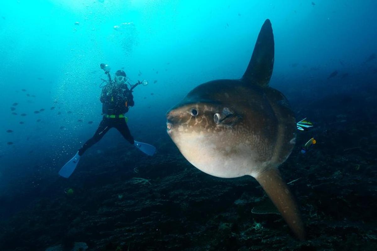 un uomo nell'oceano accanto a un grande squalo tigre