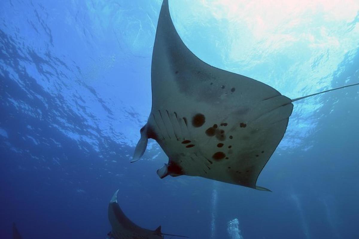 un grande pesce bianco che nuota nell'acqua