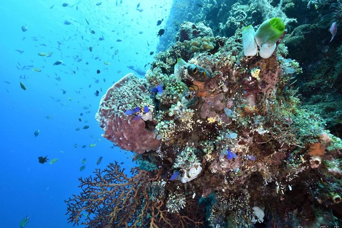 una barriera corallina con pesci nell'acqua