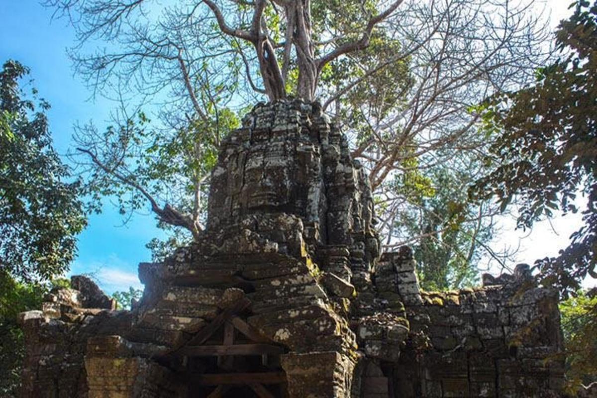 pokok yang tumbuh di atas bangunan batu