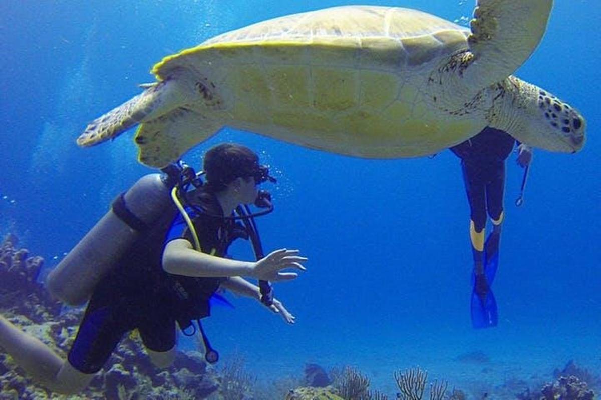 a person standing next to a turtle in the ocean