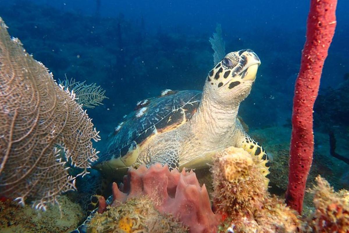 a green sea turtle swimming in the ocean