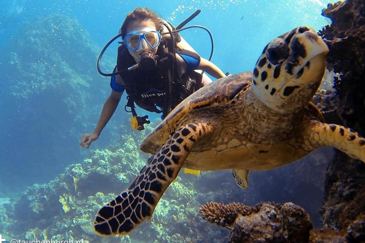 a person swimming next to a turtle in the ocean