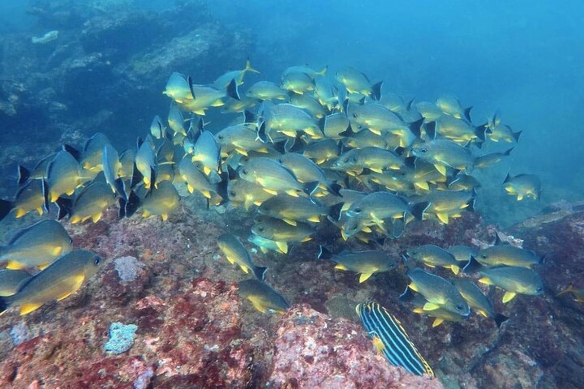 a group of fish on a rock in the ocean