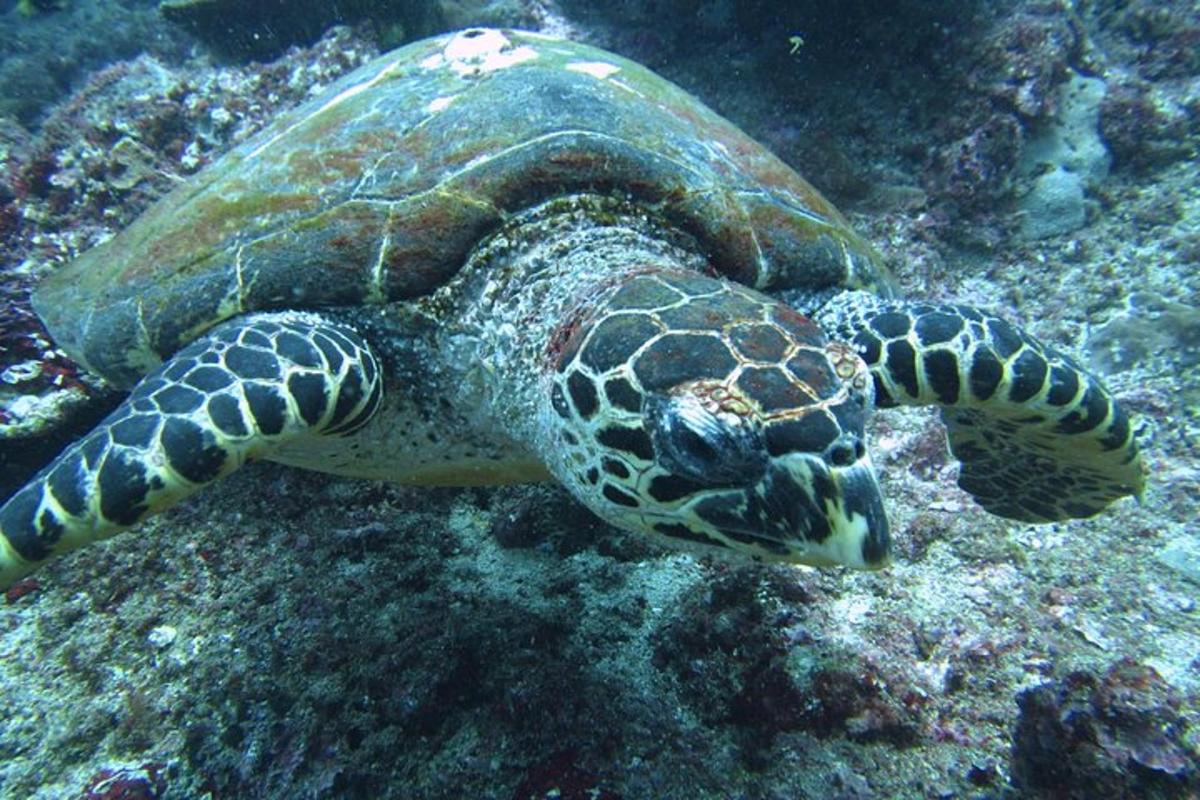 一只绿海龟在海里游泳