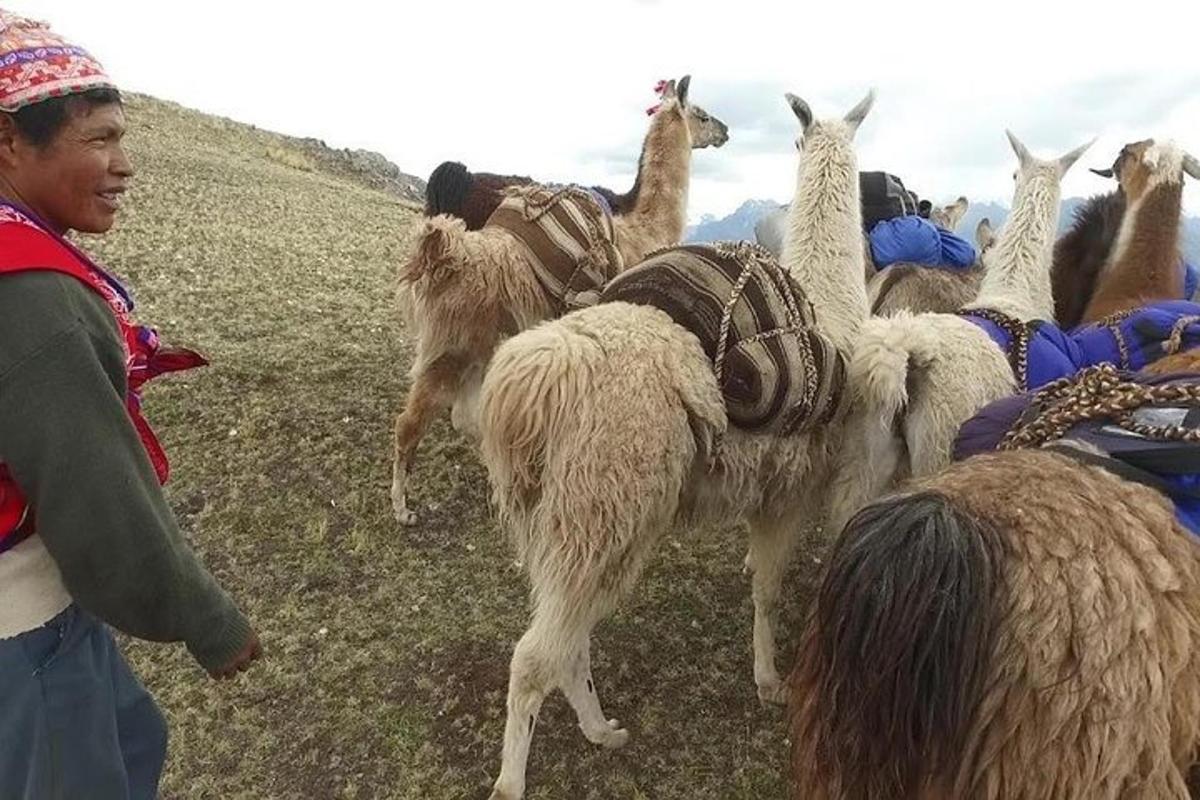 ein Mann steht neben einer Gruppe Lamas