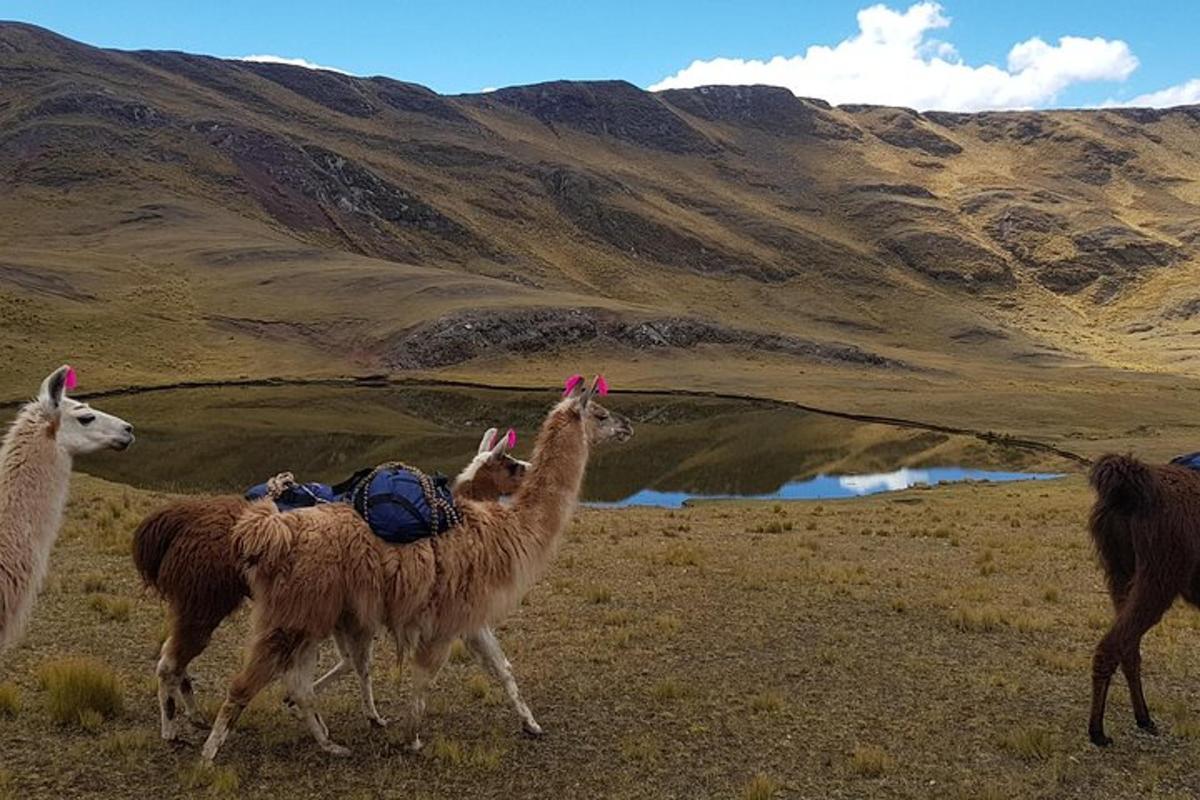eine Gruppe von Lamas, die mit einer Person auf einem Hügel spazieren gehen