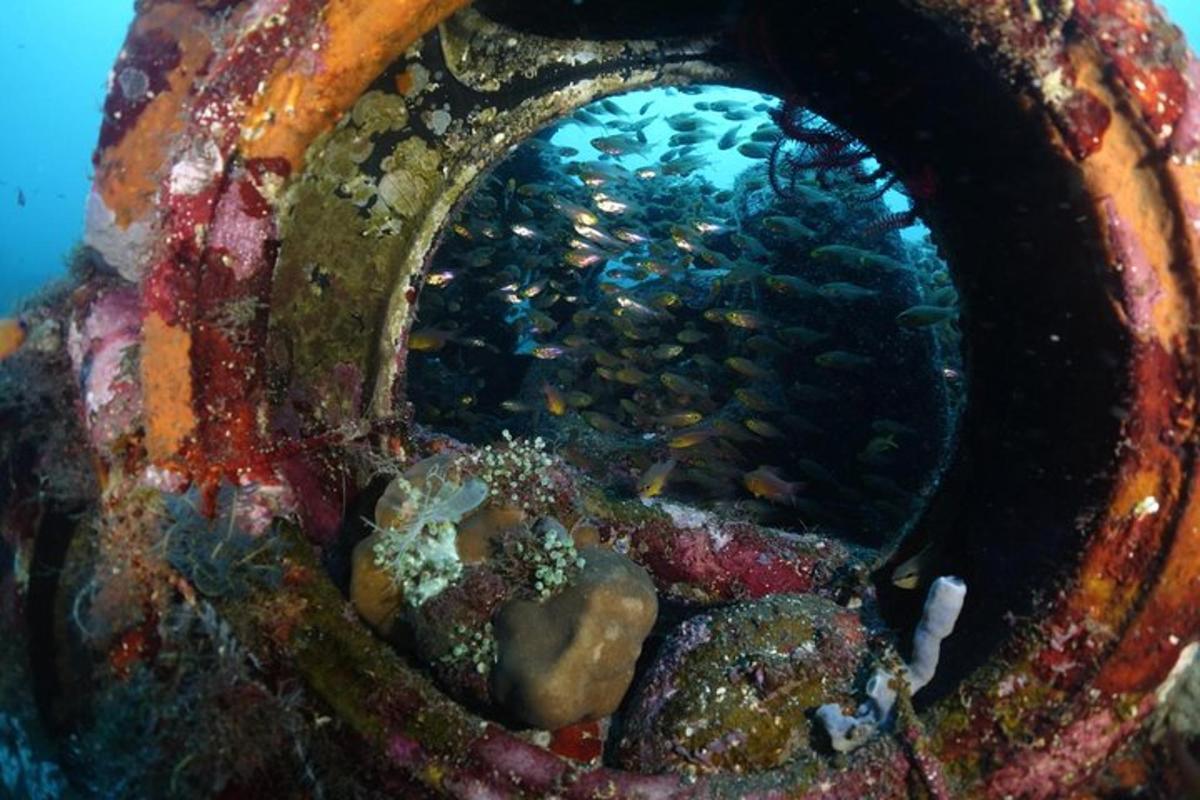 prim-plan al unei epave cu pești în ocean