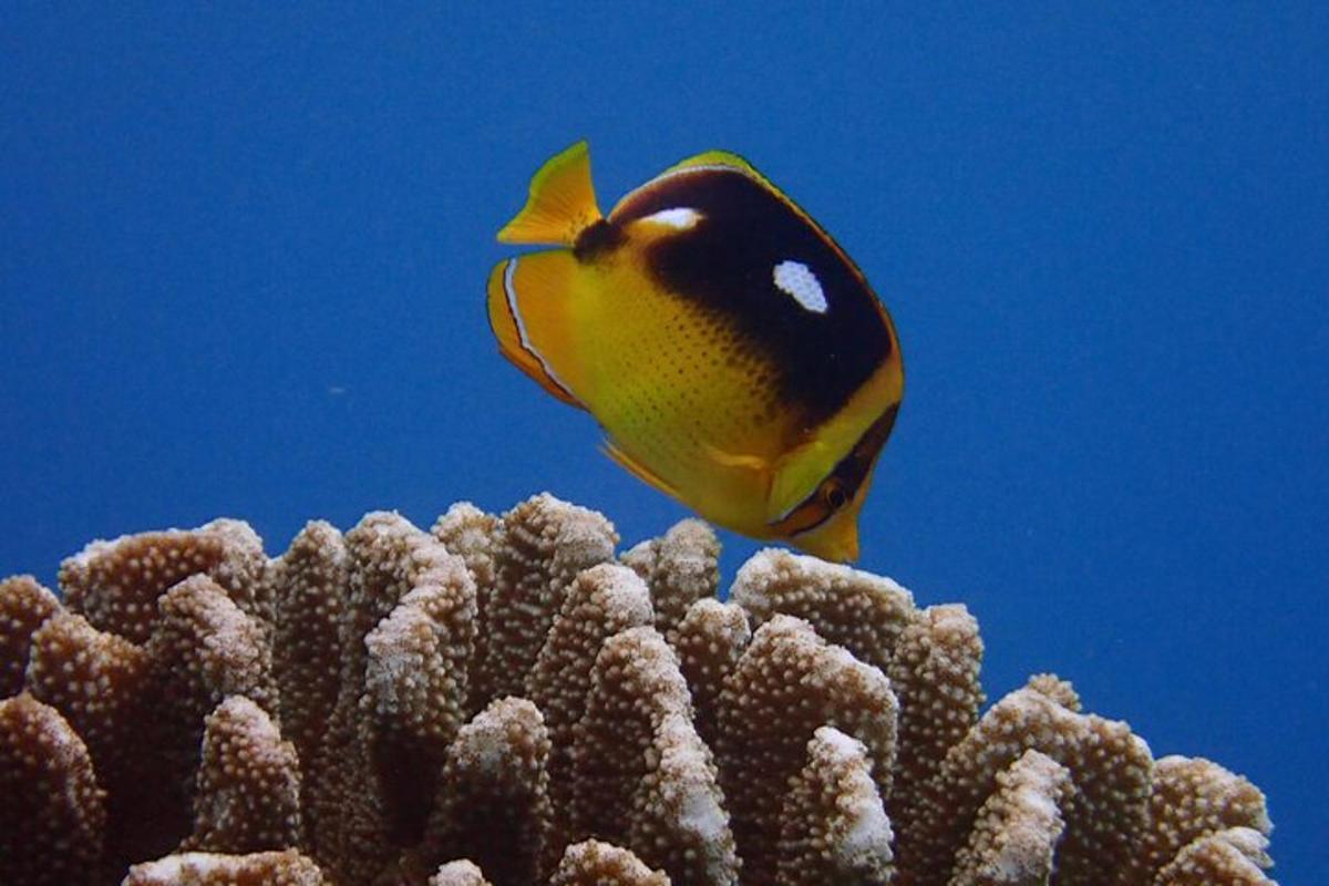 Un pez amarillo y negro está nadando sobre una esponja oceánica.