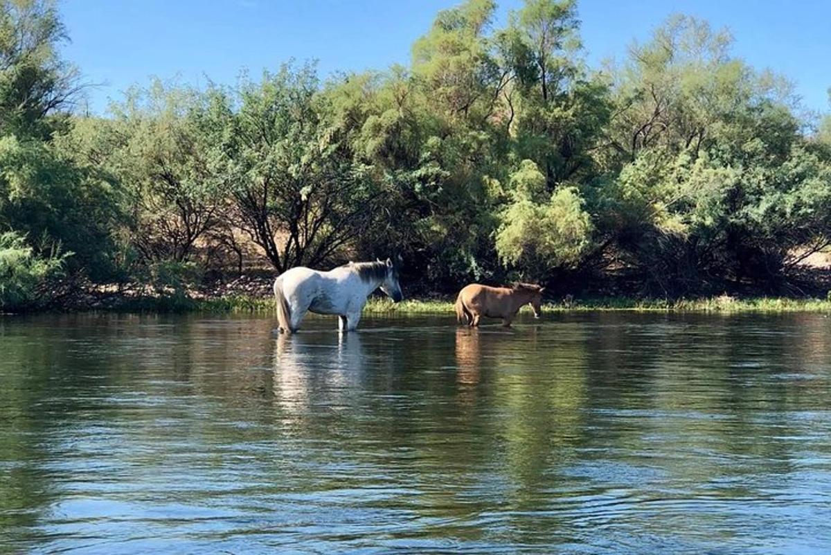 two horses standing in the water in a river