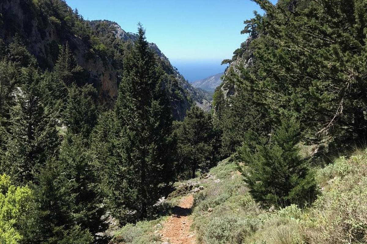 una vista di una montagna con alberi e l'oceano
