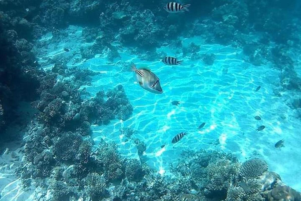 um grupo de peixes nadando no oceano