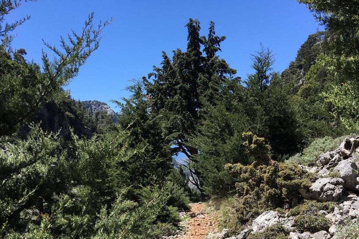 un gruppo di alberi su un sentiero roccioso