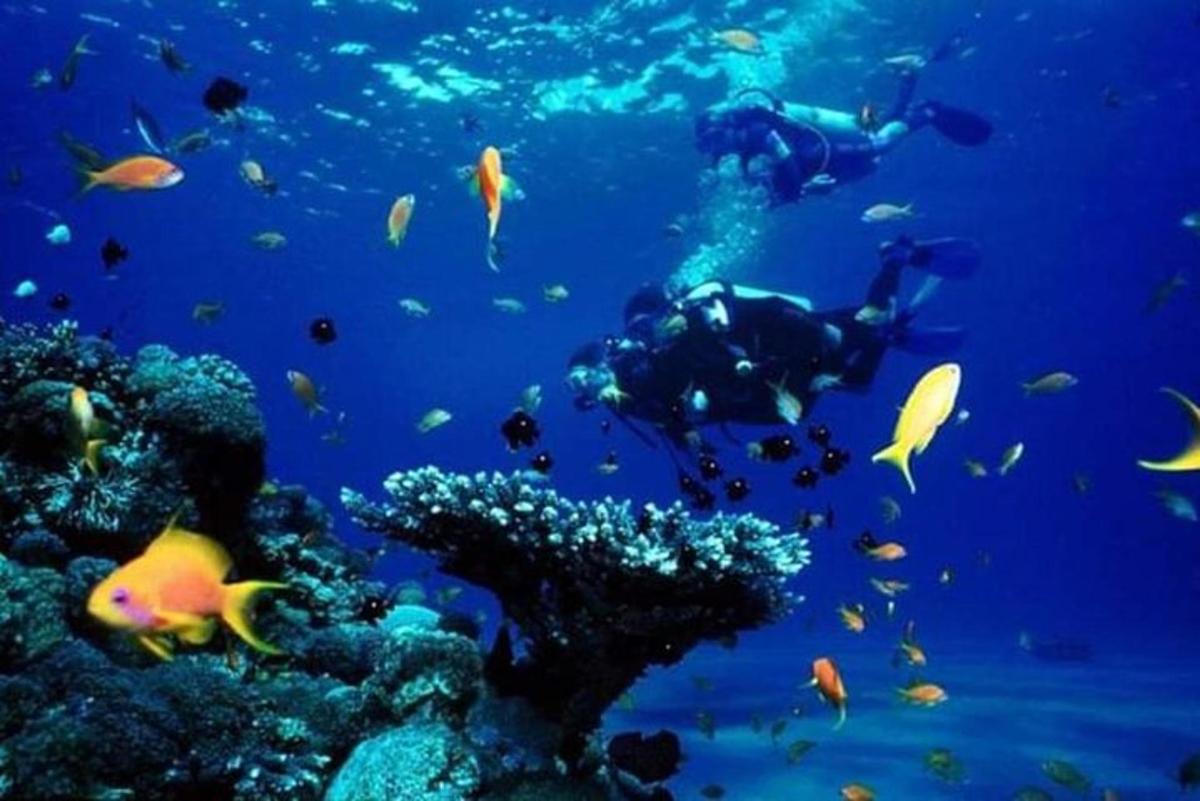 um grupo de pessoas nadando no oceano com peixes