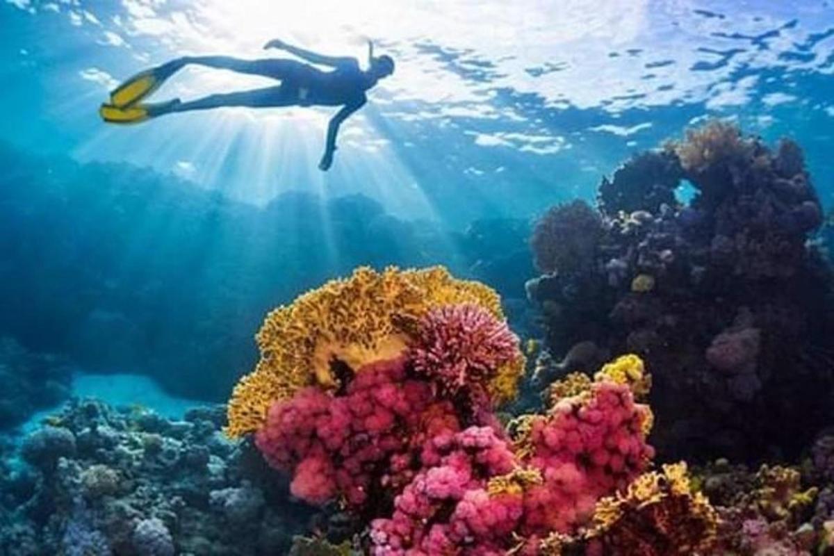 uma pessoa está nadando sobre um recife de coral