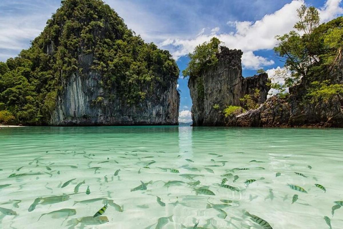 một nhóm cá đang bơi trong nước ở đại dương