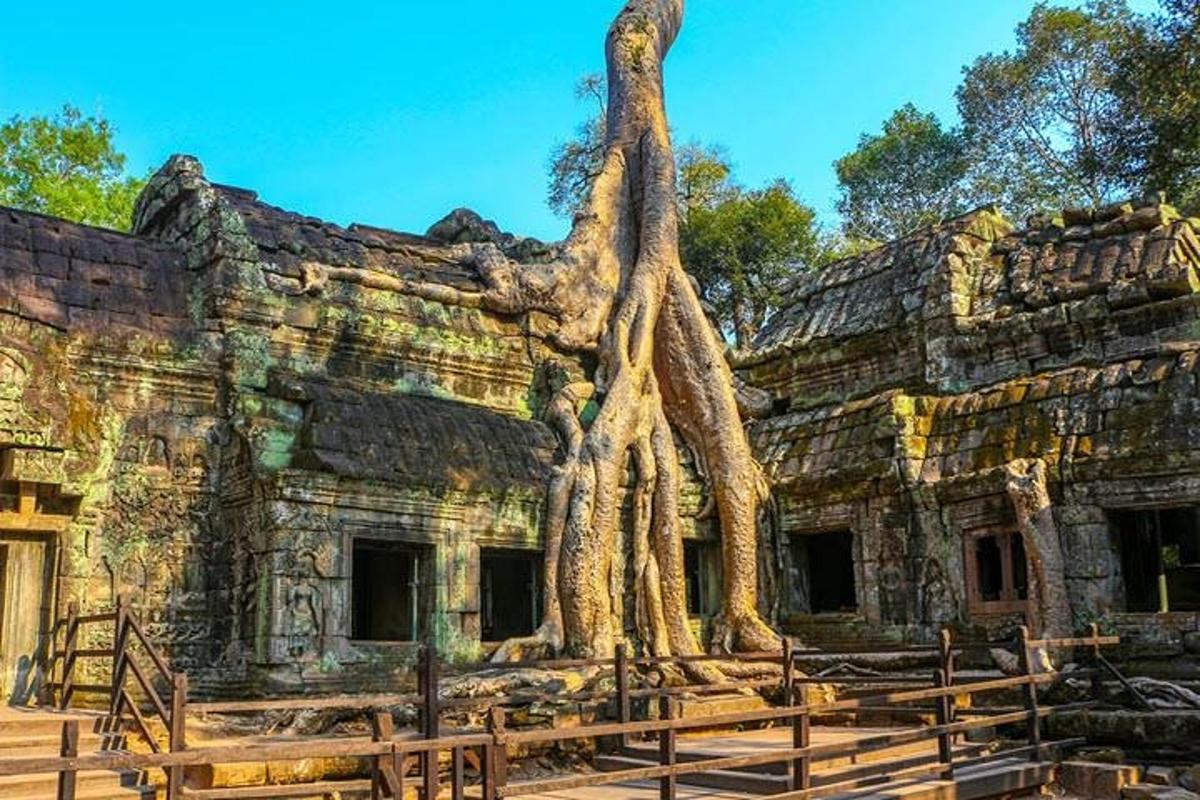 un albero che cresce sul lato di un edificio
