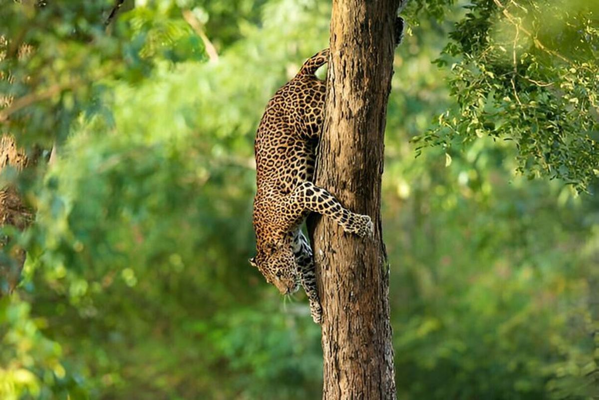 puu küljel istuv leopard