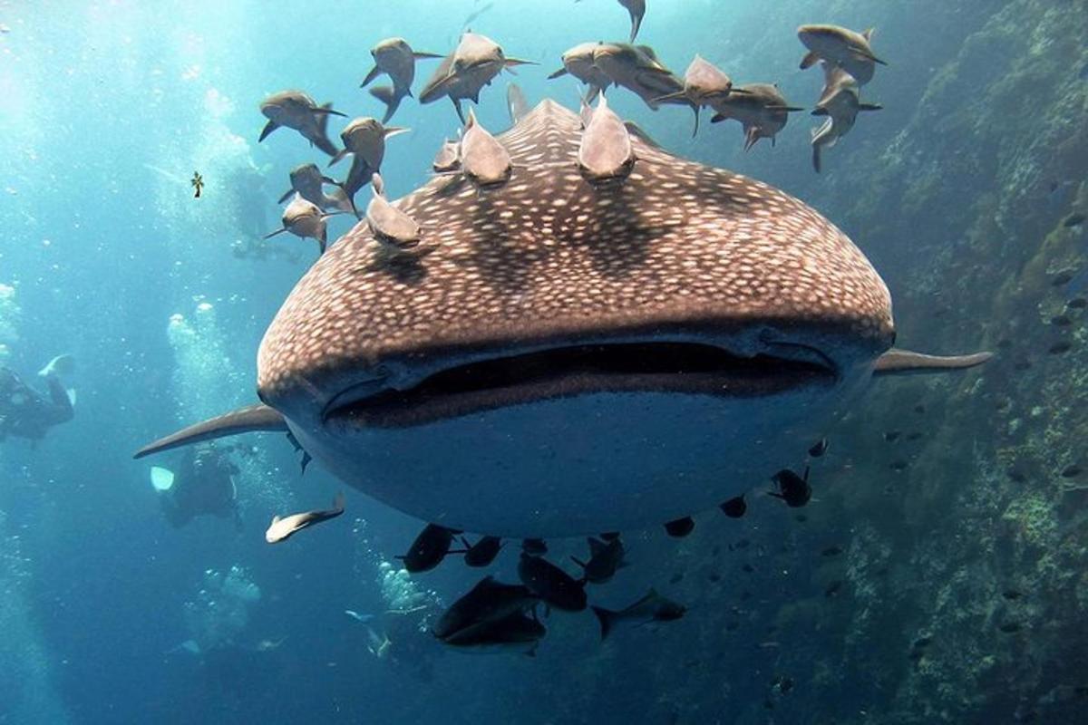 Un tiburón ballena nadando en el océano con un grupo de peces