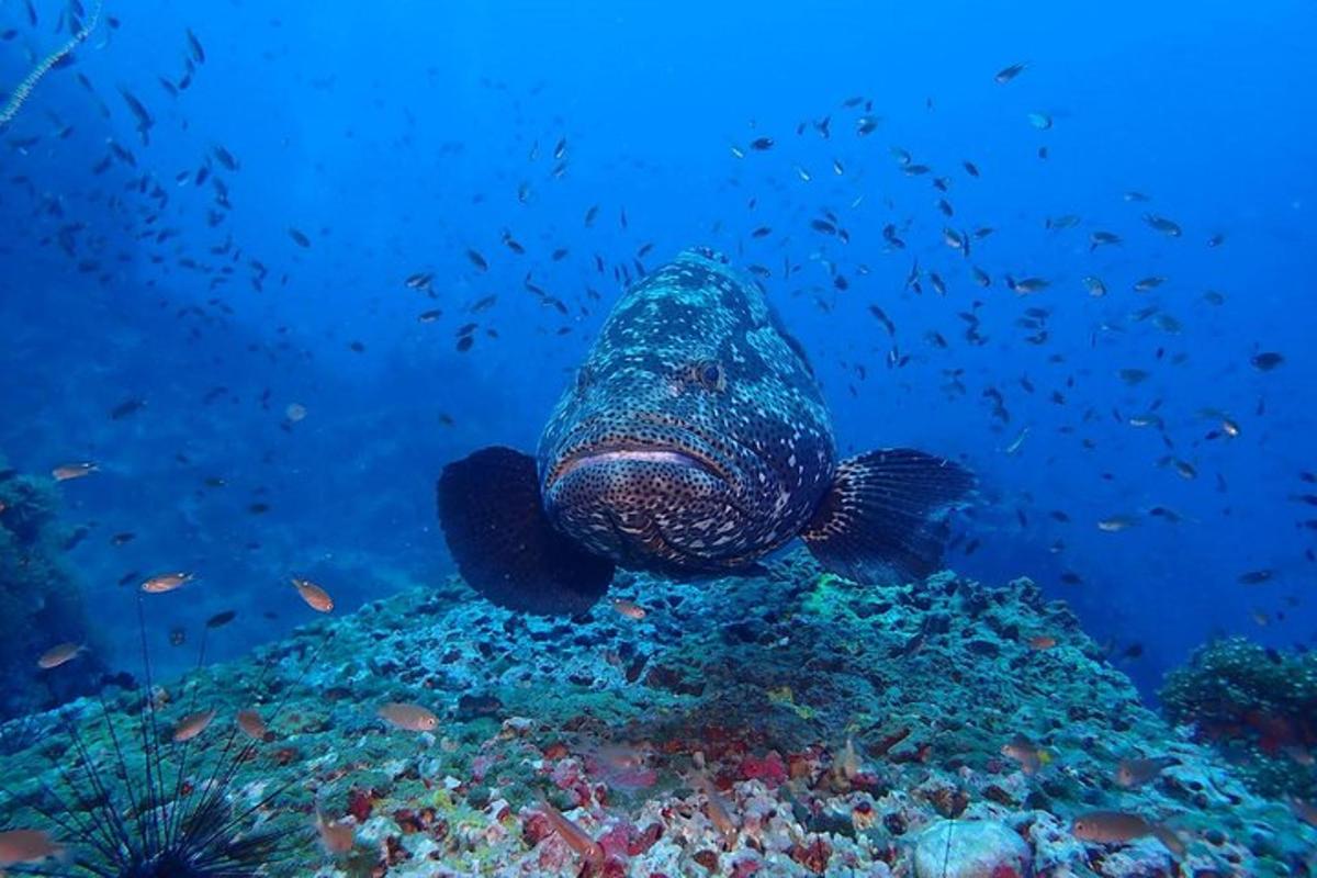 un pez nadando en un arrecife en el océano