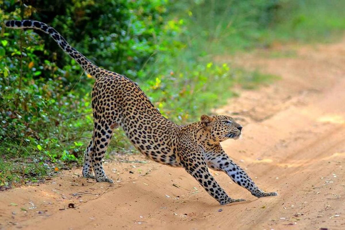 gepard seisab kruusateel