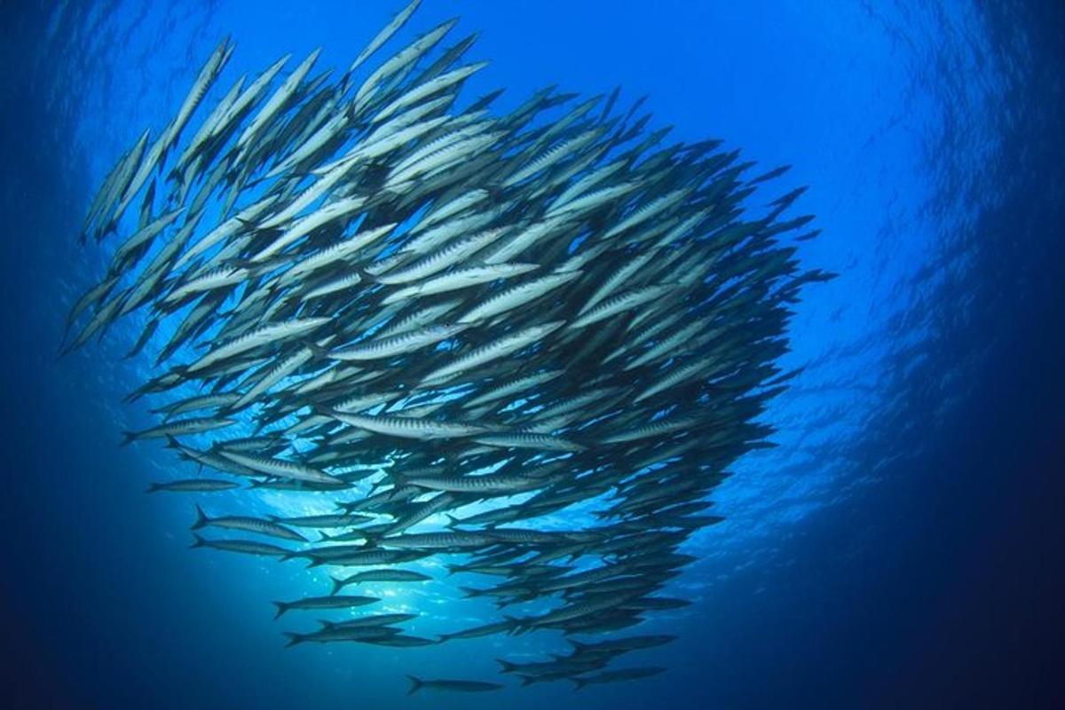 un gruppo di pesci che nuotano nell'acqua