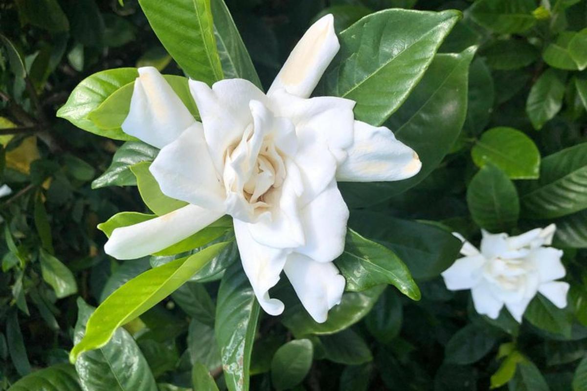 a white flower on a bush with green leaves