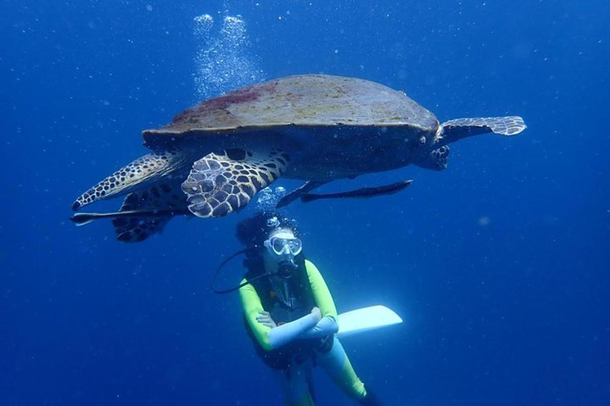 una tartaruga marina nuota accanto a un sub