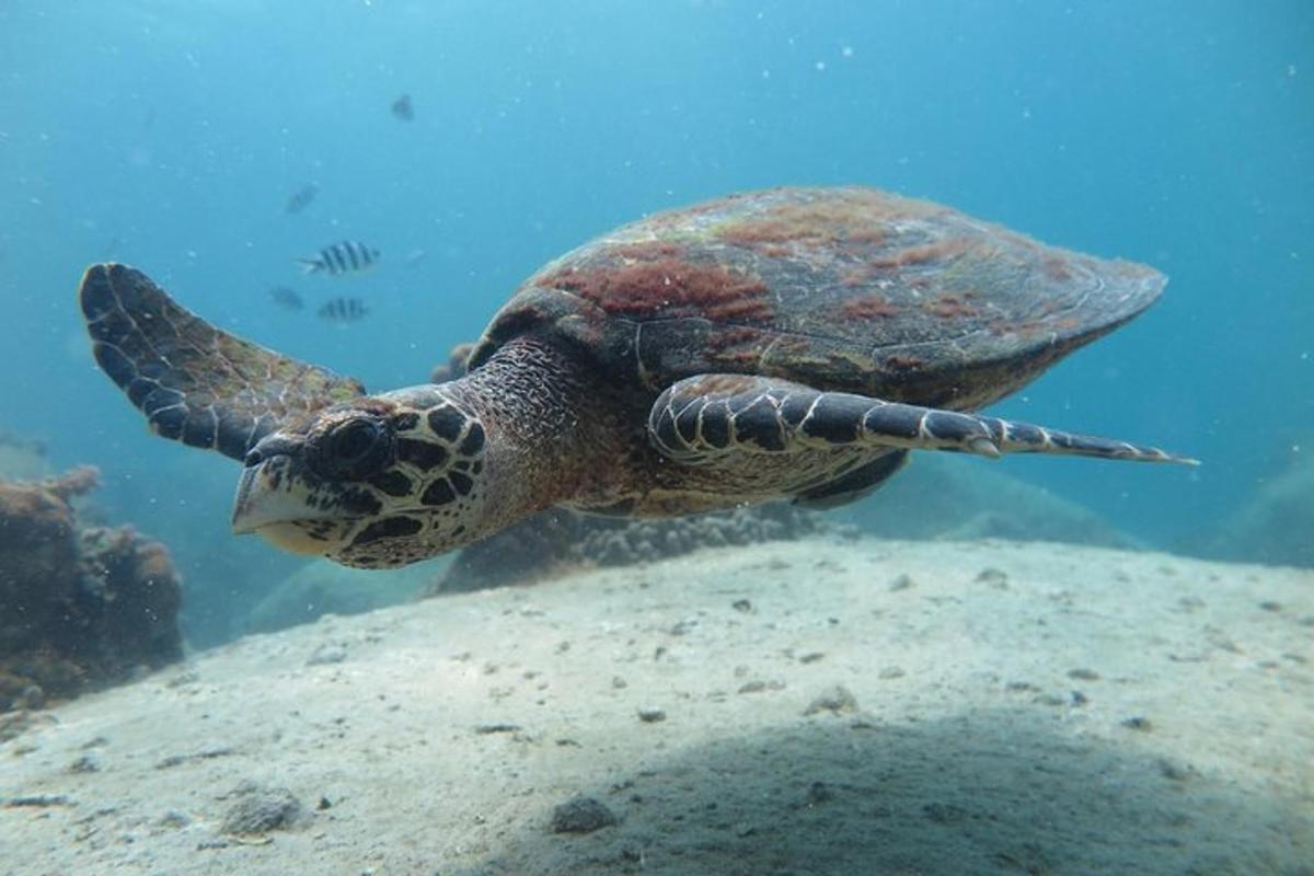 eine grüne Meeresschildkröte, die im Wasser schwimmt