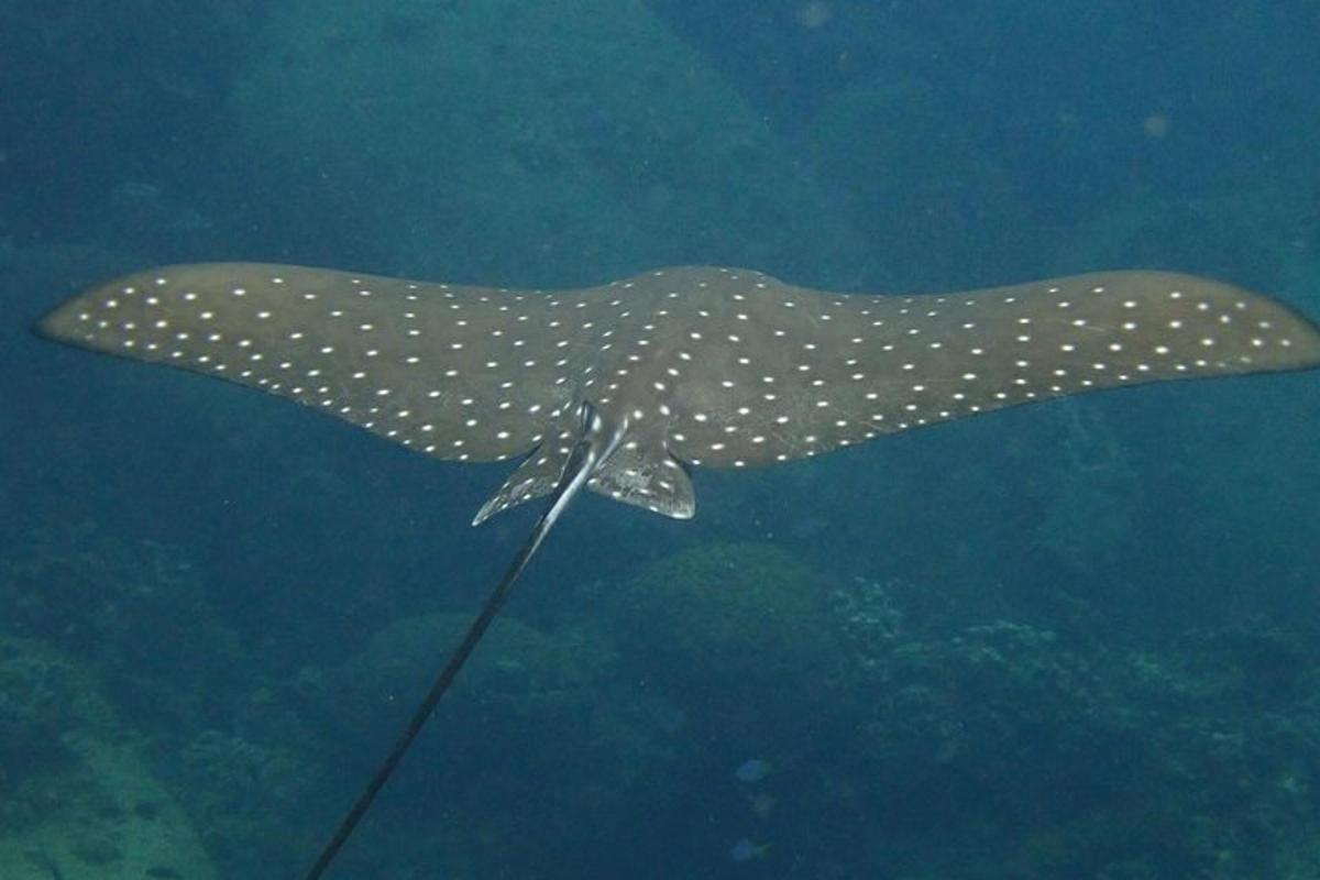 un tiburón ballena nadando en el agua
