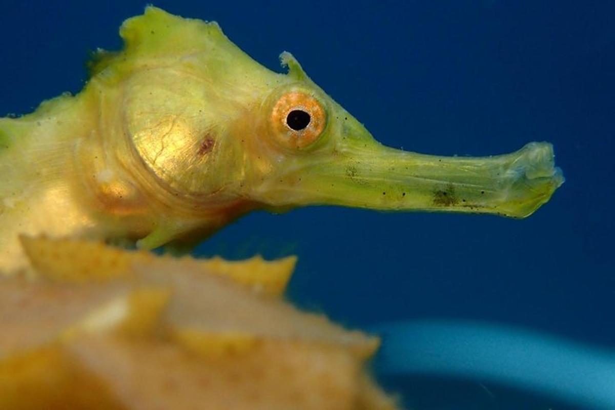 un modello di un pesce su un pezzo di cibo