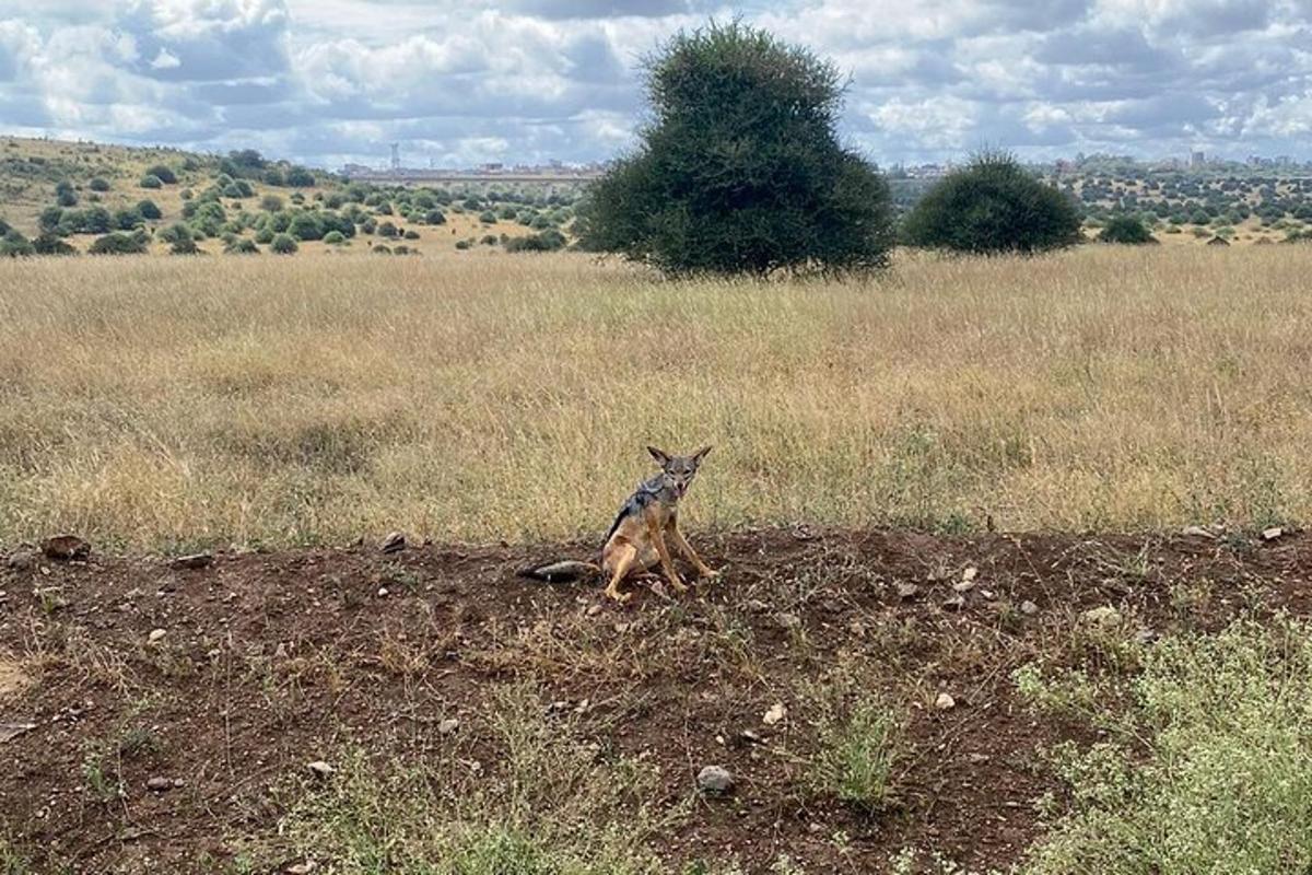 bir tarlanın ortasında oturan bir köpek