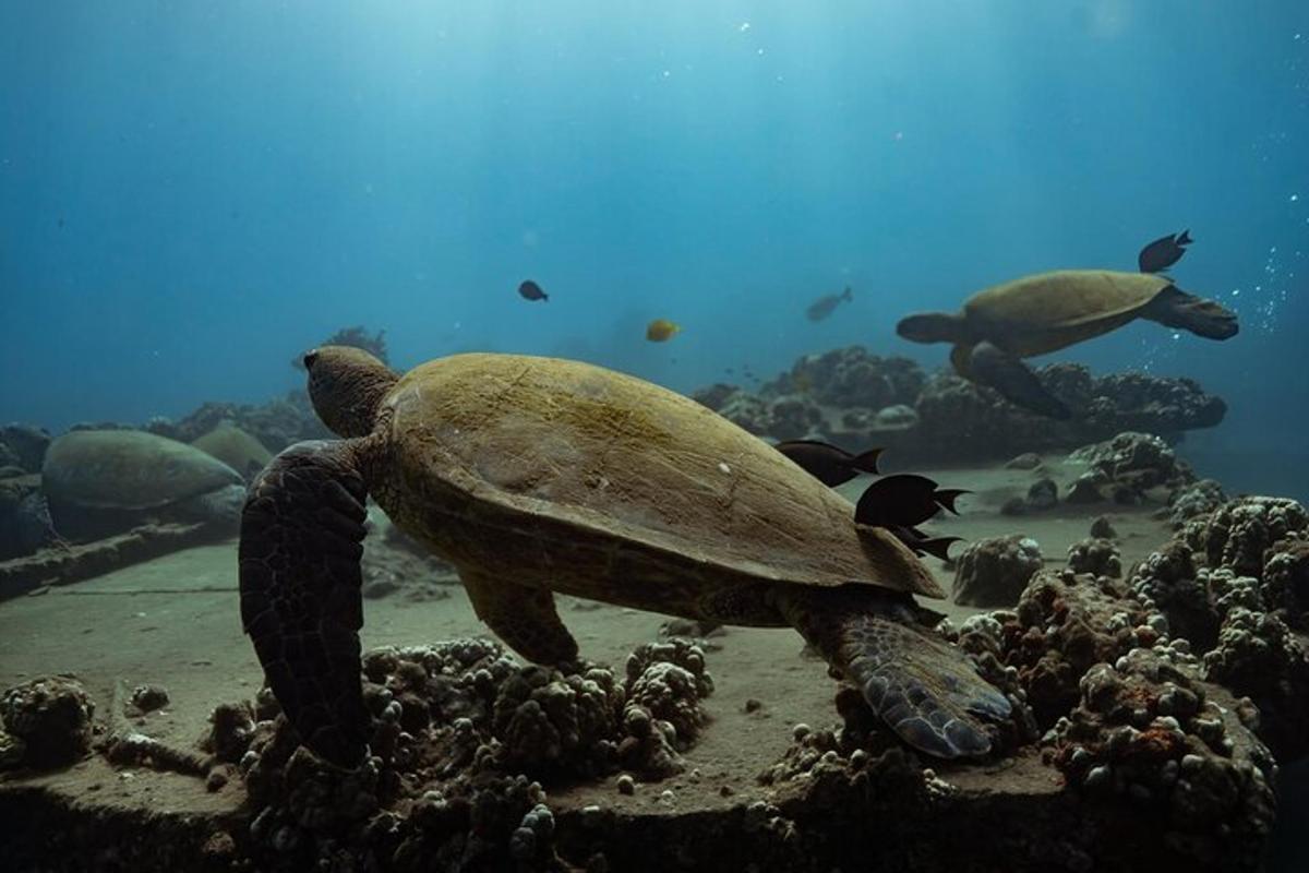 une tortue nageant dans l'océan avec d'autres animaux