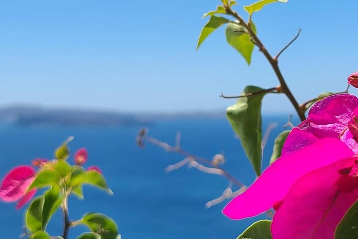 roza cvet na rastlini z oceanom v ozadju
