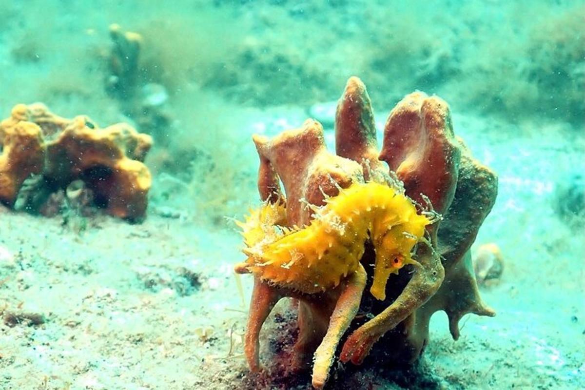 um polvo amarelo sentado no chão do oceano