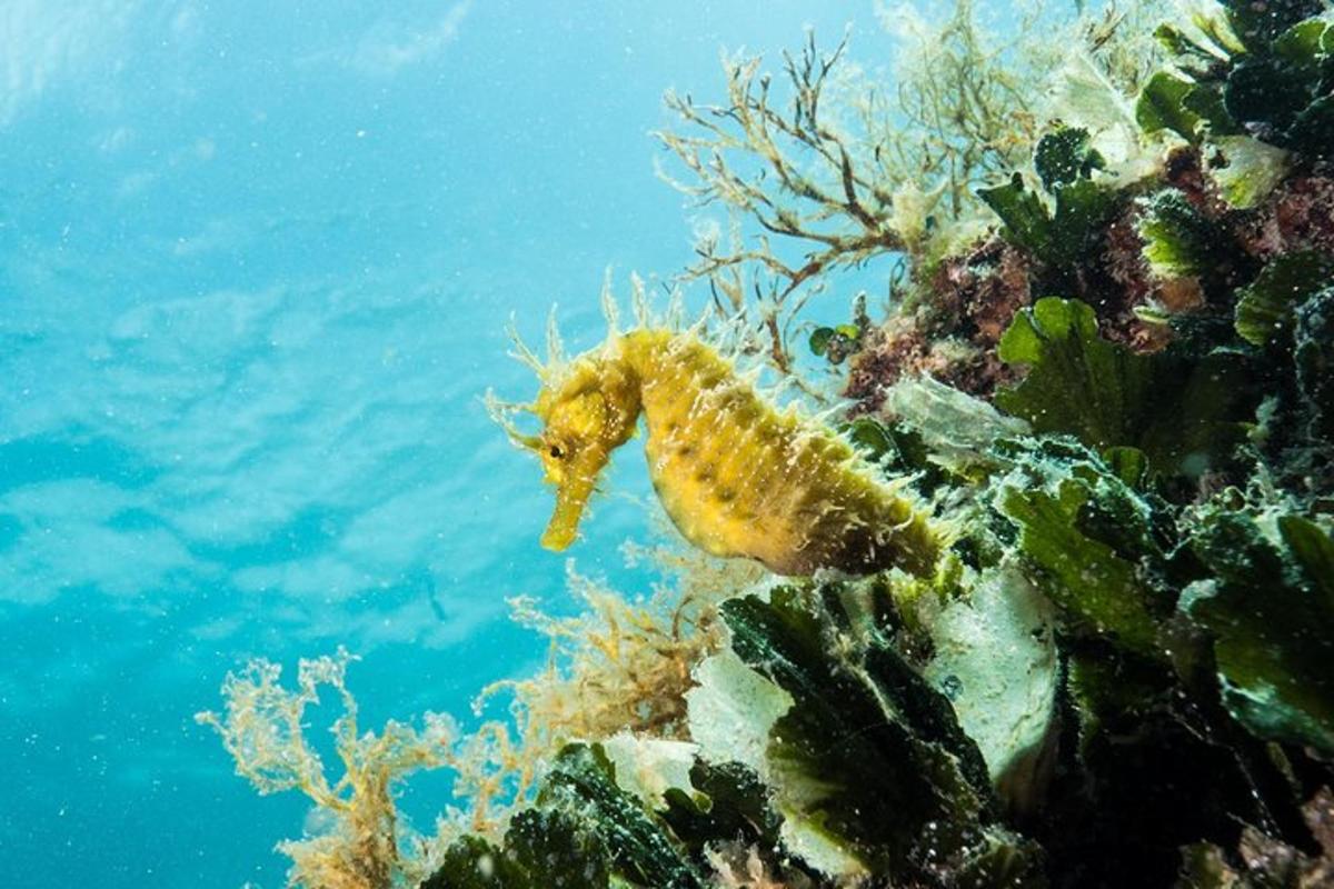 a seahorse on a coral reef in the ocean