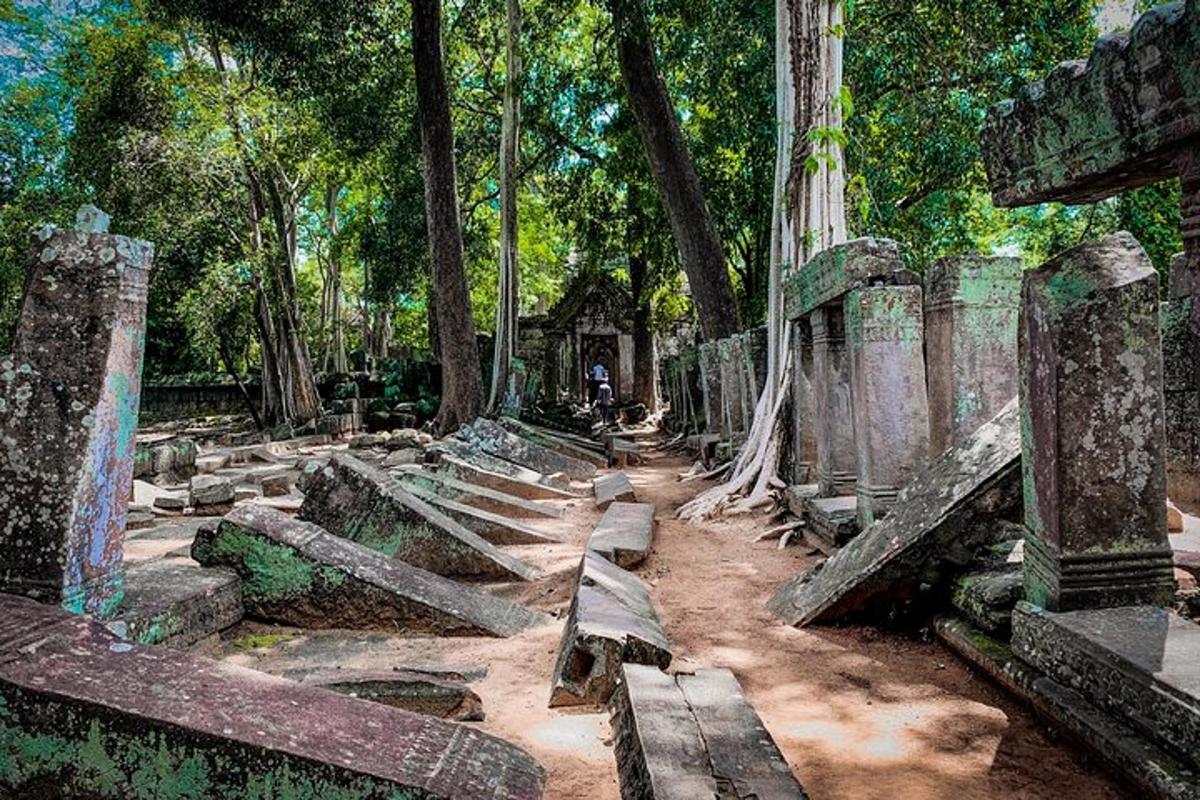 un gruppo di panchine in una foresta con alberi