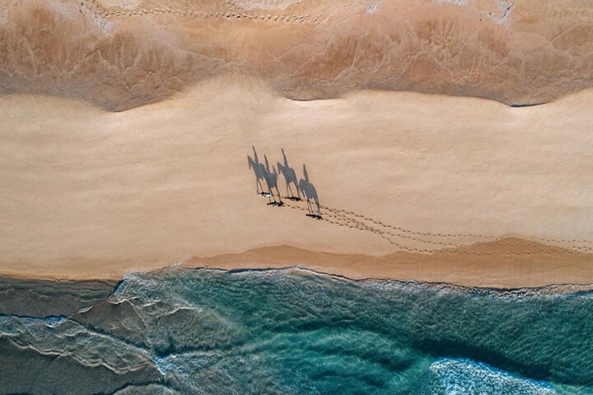 un grupo de pájaros volando sobre una playa