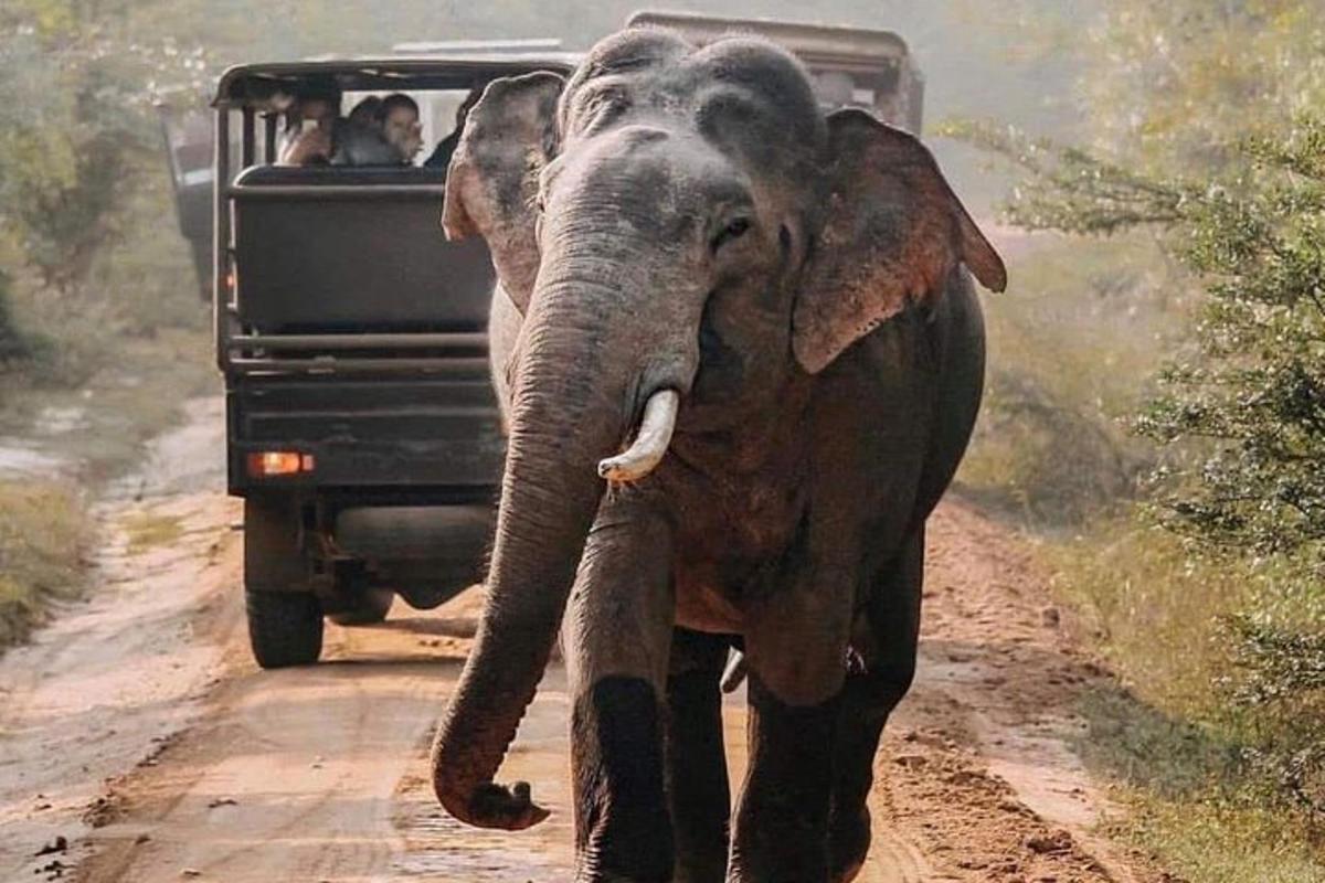 um elefante caminhando por uma estrada de terra ao lado de um veículo