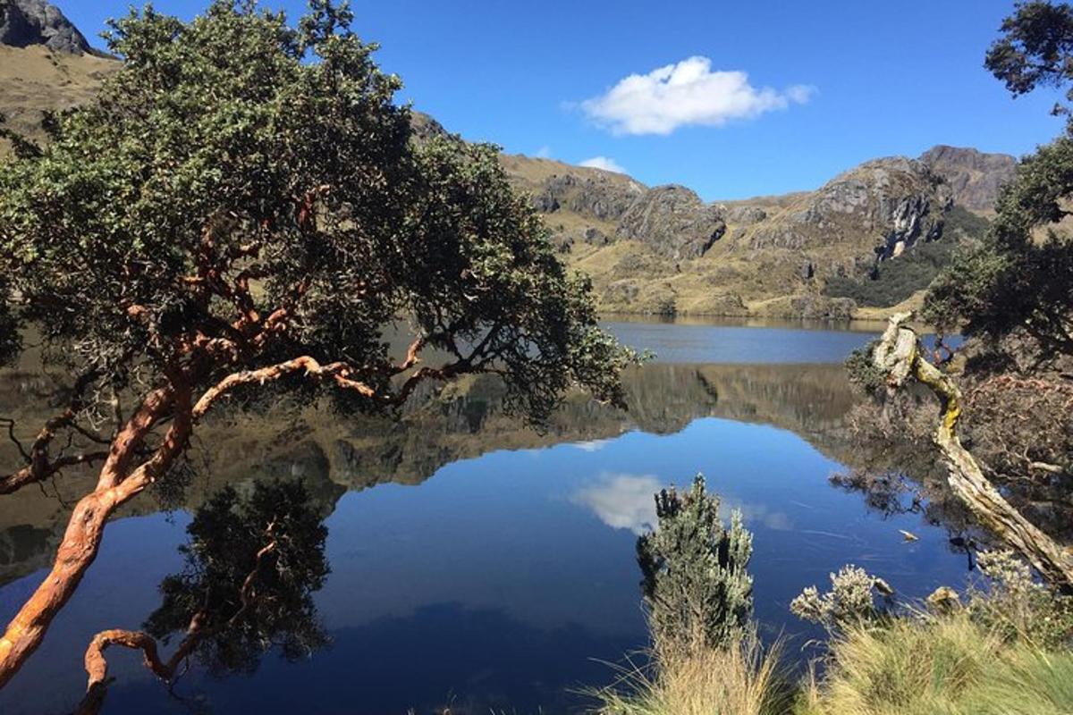 a reflection of a tree in a body of water